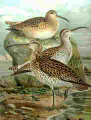 Slender-billed Curlew